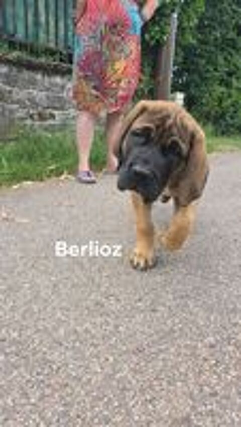  Chiots mastiffs 