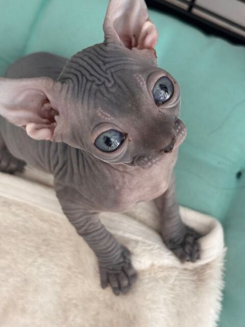 Chatons Sphynx 1400 26300 Bourg-de-péage