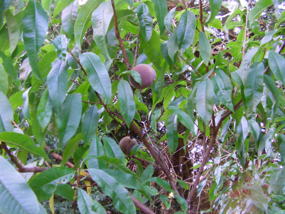 p&ecirc;cher de vigne Jardin