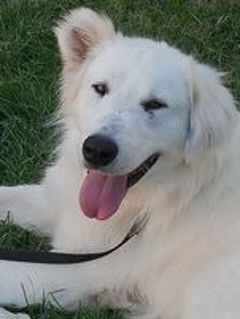   Baloo joli croisé golden montagne de 2 ans et demi 