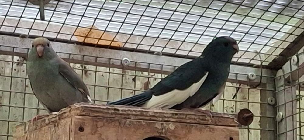   Kakariki  bleu 
