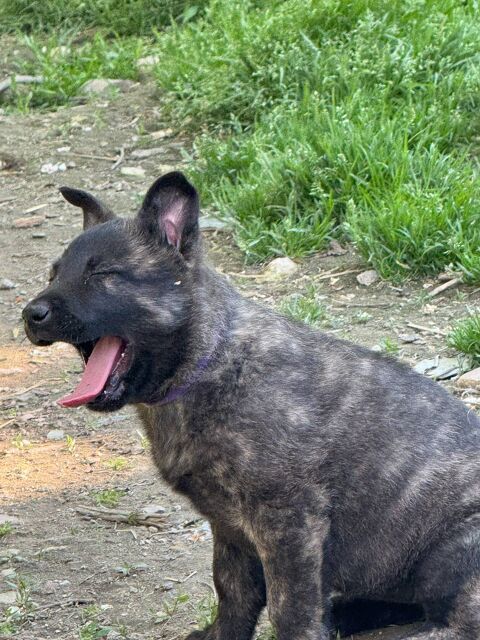 chiots berger hollandais LOOF 0684575316 900 16170 Anville