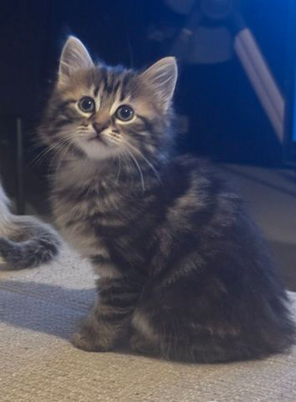   Chaton femelle 3 mois 