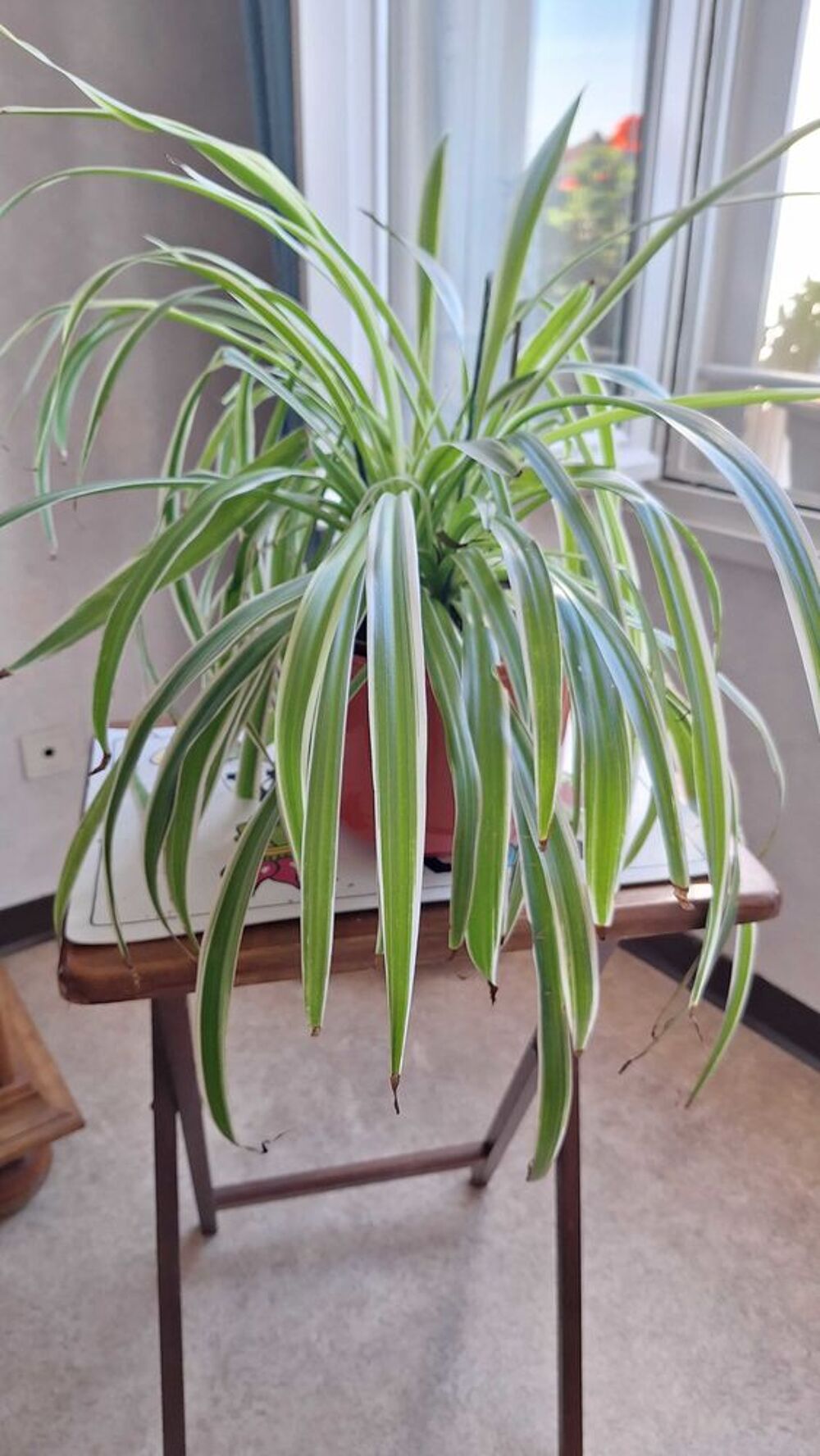 plante d'interieur Décoration