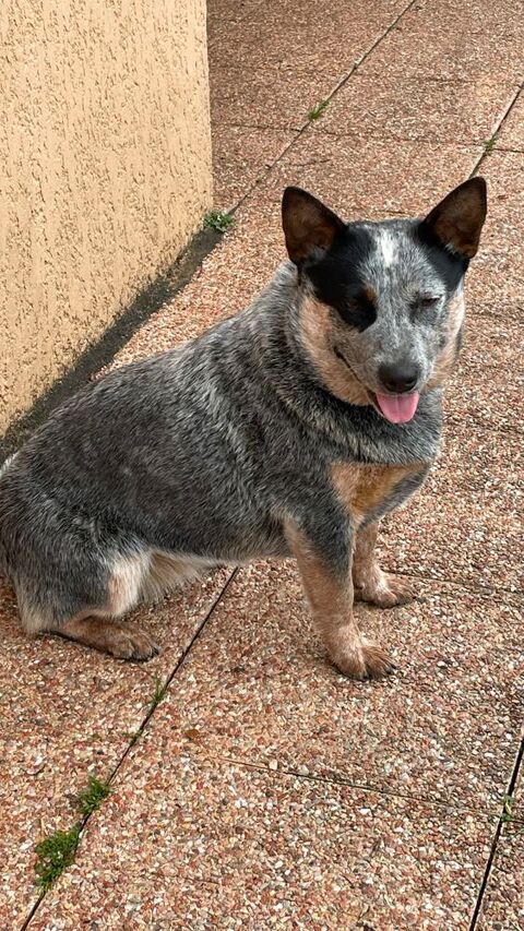 Femelle bouvier australien 800 88500 Mirecourt