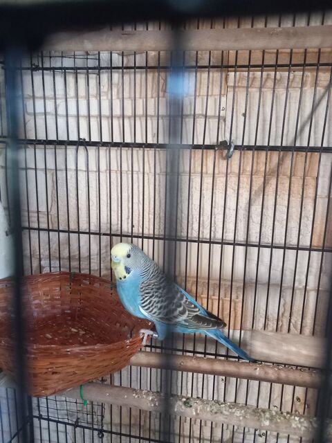 perruche ondul&eacute;e m&acirc;le 10e 10 17430 Tonnay-charente