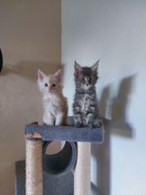   Chatons Maine COON 