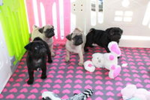   Chiots carlin sable et noir 