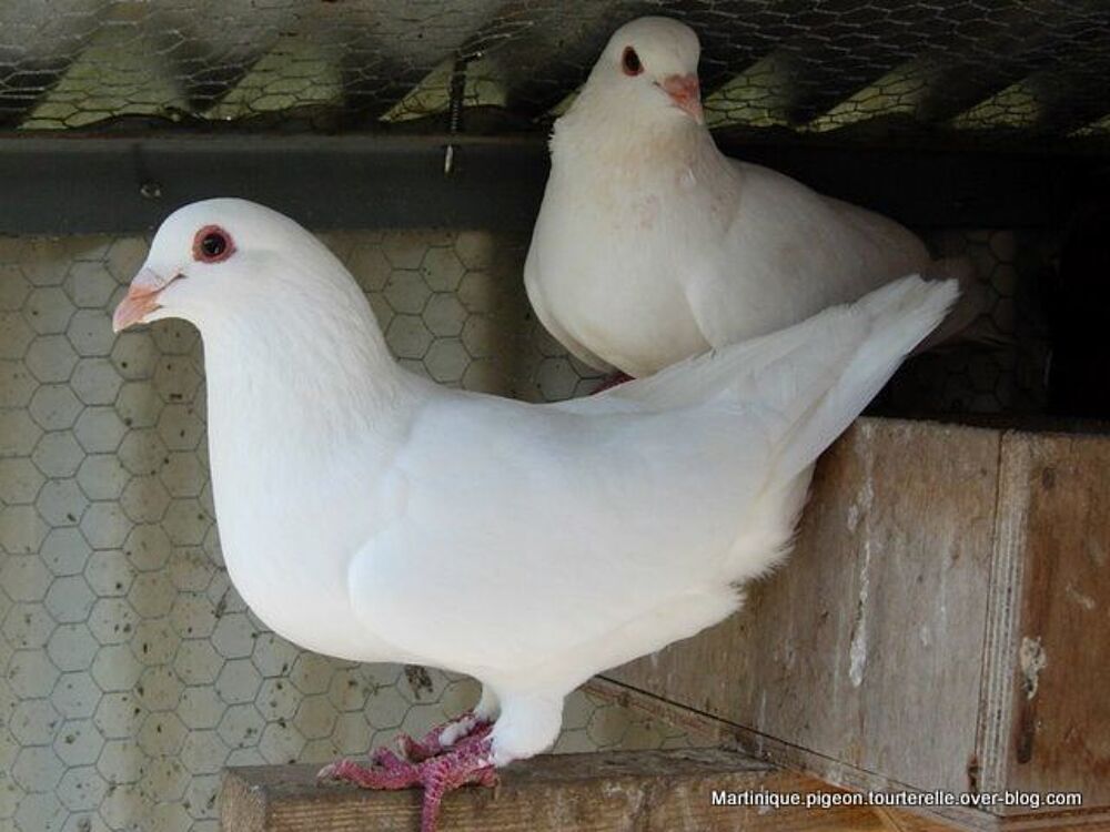   pigeons blanc 