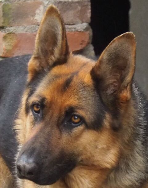 BERGER ALLEMAND CESSSION GRATUITE 0 53220 Pontmain