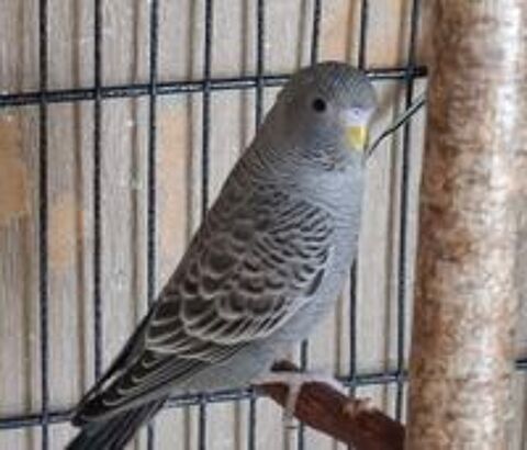   perruche ondulée dans différentes mutations 