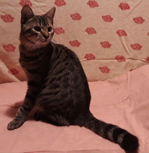 Tawan, chaton cherche foyer pour la vie 200 84190 Vacqueyras