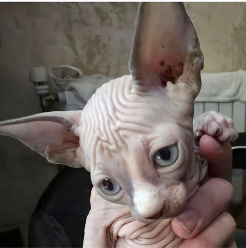 CHATON SPHYNX LOOF 1500 91540 Ormoy