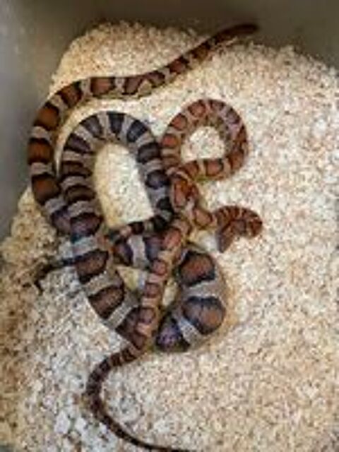  À donner 2 Pantherophis  