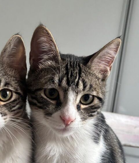 SUSHI 180 92150 Suresnes