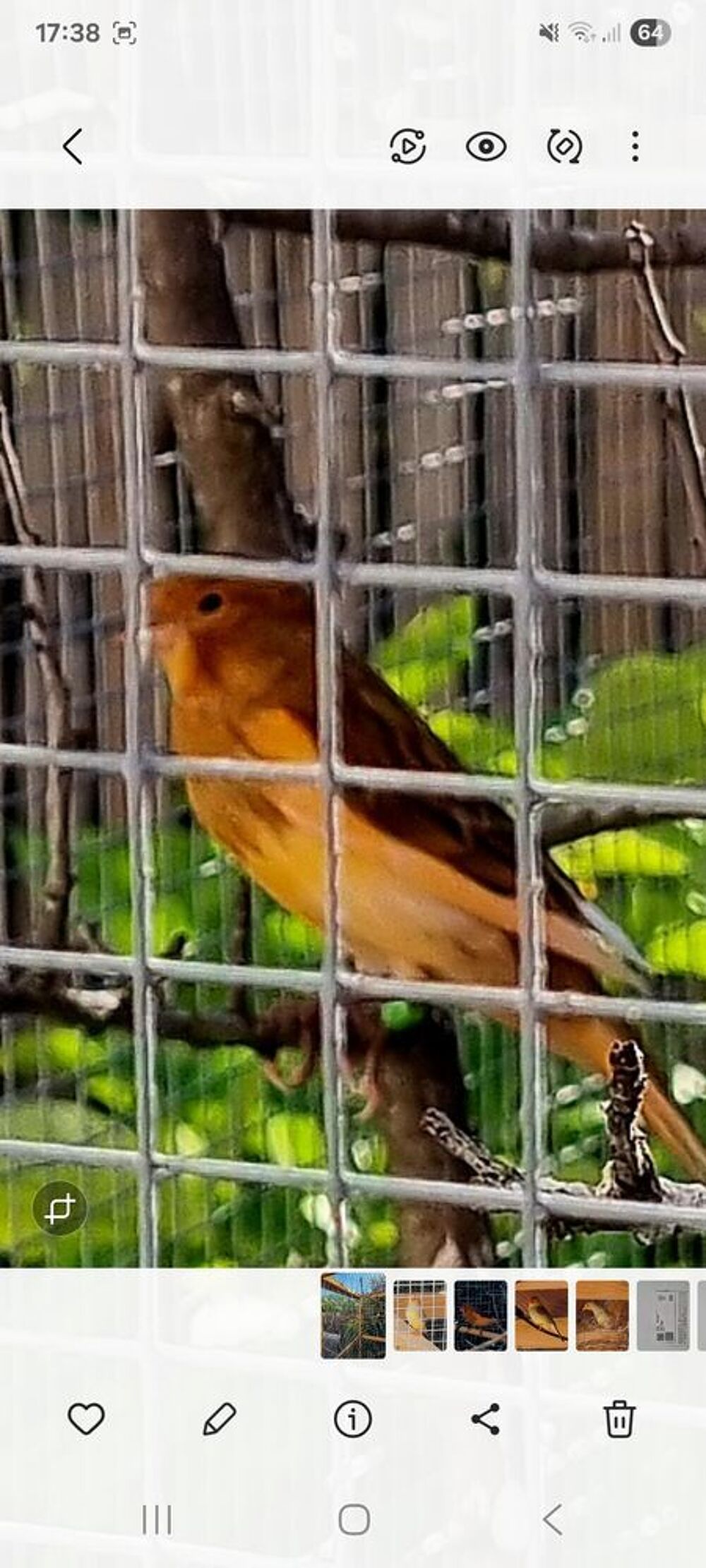   magnifique canari male brun mosaique rouge  