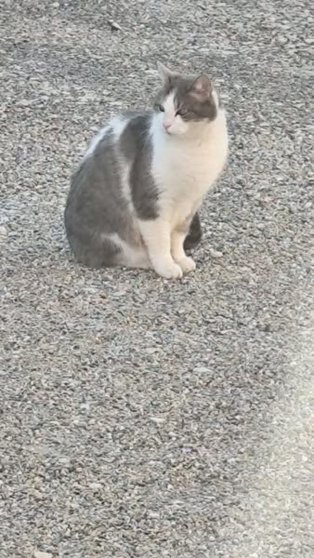   Chat FRIMOUSSE  l adoption 
