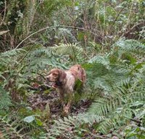   Chiots Épagneul Breton LOF À RESERVER 
