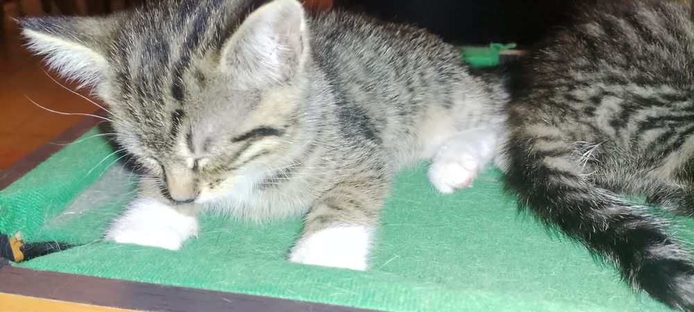   Donne chaton femelle  