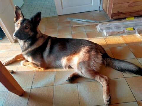 Berger allemand crois&eacute; malinois  0 86220 Dang�-saint-romain