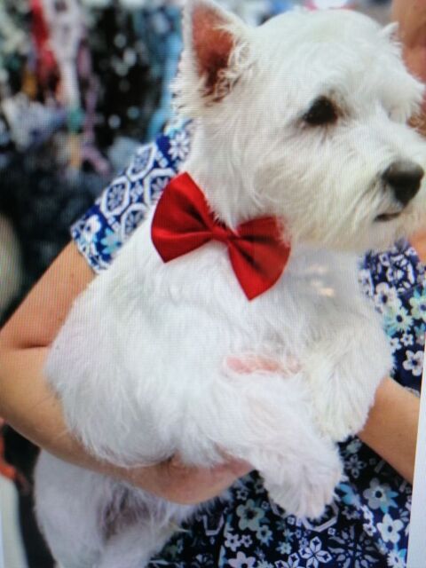 BEAU M&Acirc;LE WESTIE RECHERCHE FIAN&Ccedil;&Eacute;E POUR UNE 1&egrave;re SAILLIE 0 24110 Manzac-sur-vern