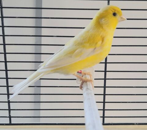 canaris 15 35590 L'hermitage