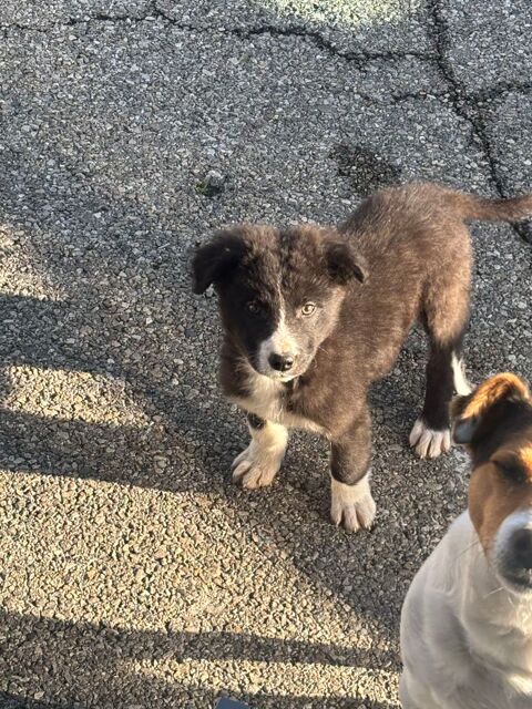 chiot border collie 0 38300 Bourgoin-jallieu