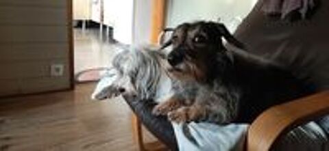   garde a mon domicile animaux 