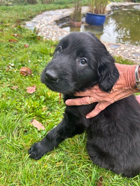 4 petits chiots noirs Flat Coated Retriever
1200 73610 Saint-alban-de-montbel