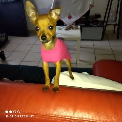 AV.  Pinscher 4 mois 1 65100 Lourdes