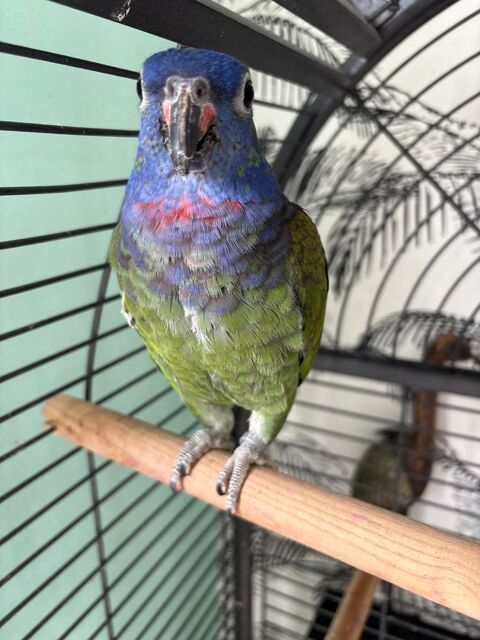 Perroquet pionus 200 35800 Dinard