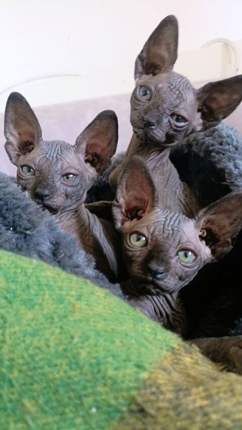 chat chaton type Sphynx 1000 78114 Magny-les-hameaux