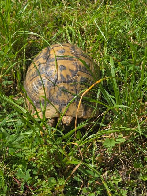 Tortue Graeca 17 ans 300 92600 Asni�res-sur-seine