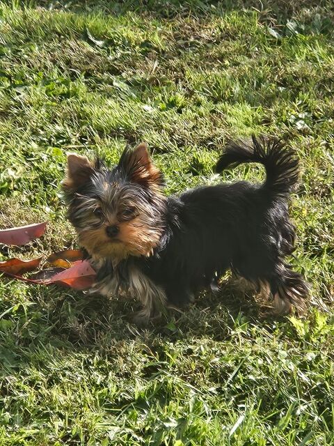 Yorkshire terrier Mâles 900 82370 Nohic
