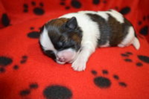   shih tzu à réserver 