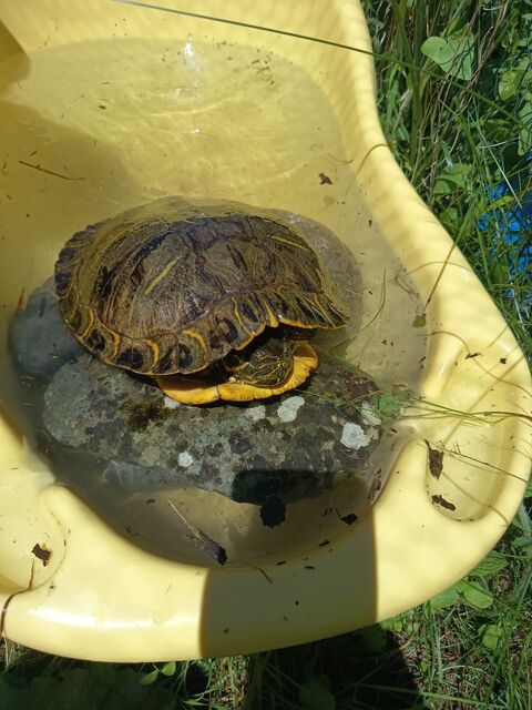tortue de floride 100 24650 Chancelade