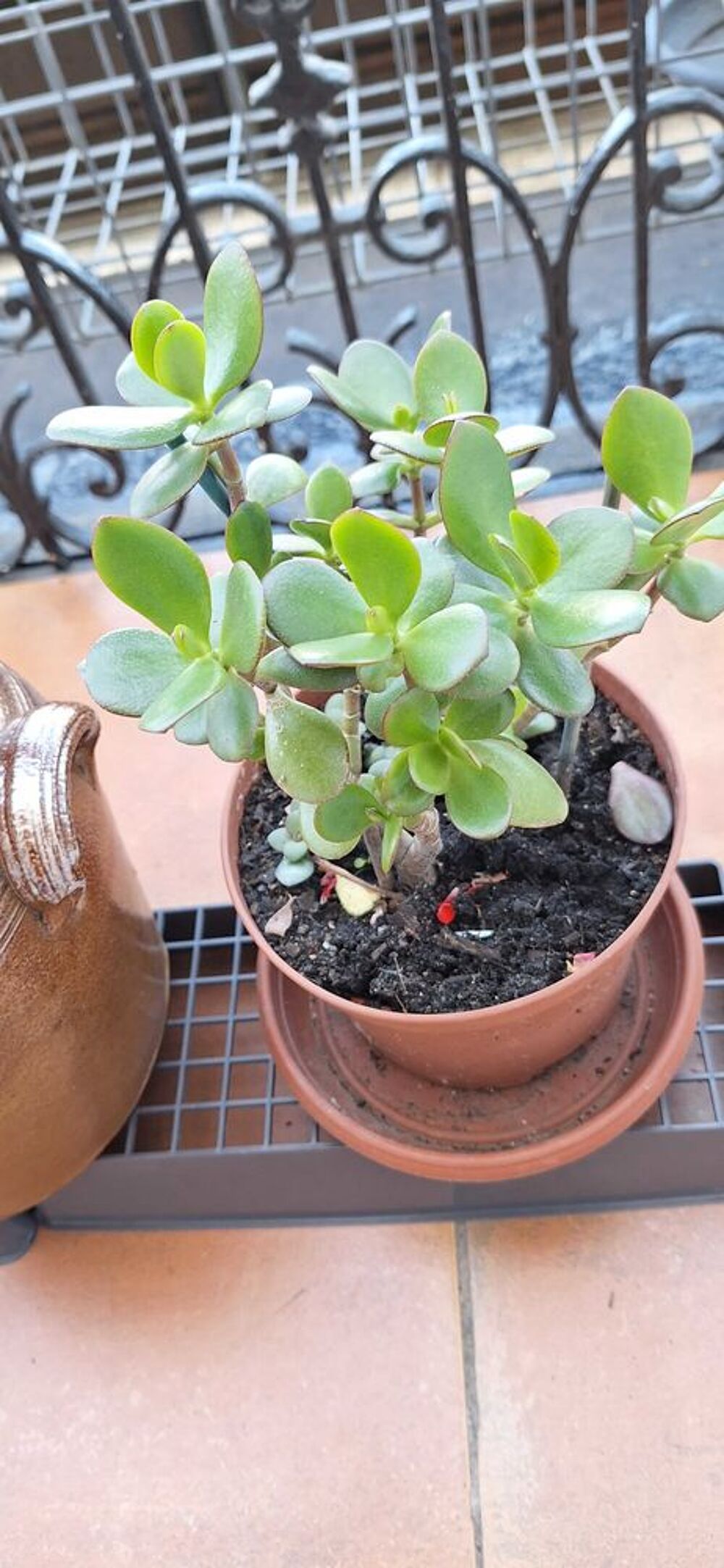 pot r&eacute;tro+ plantes Décoration