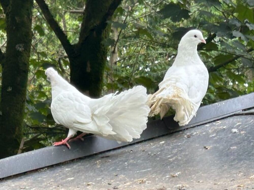   Pigeons paons  blancs  