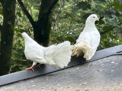 Pigeons paons  blancs 6 62520 Le touquet-paris-plage