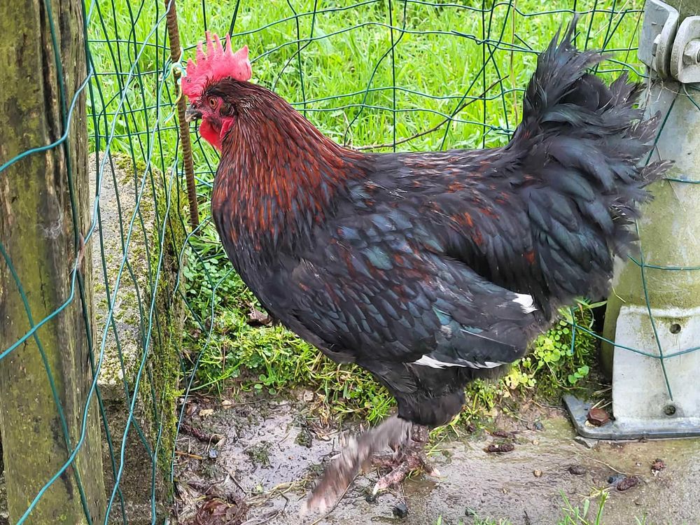 Jeune+Coq+de+Marans+pure+race Jardin