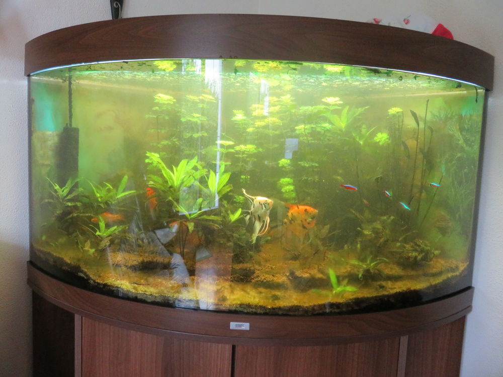   AQUARIUM eau douce JUWEL TRIGON  