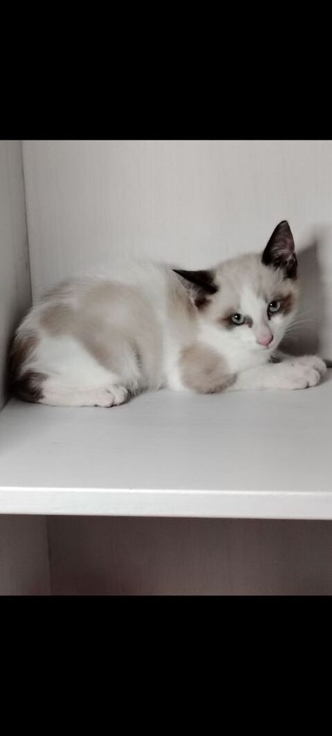 CHATON type sacre de Birmanie x siamois 0 64140 Billère