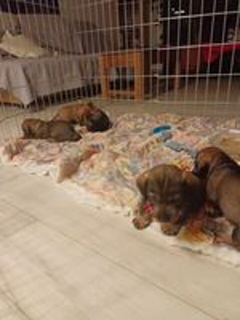   Chiots males  teckels poils durs 