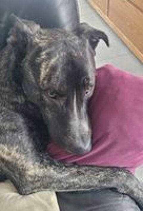   À adopter contre bons soins : Tonio 4 ans 