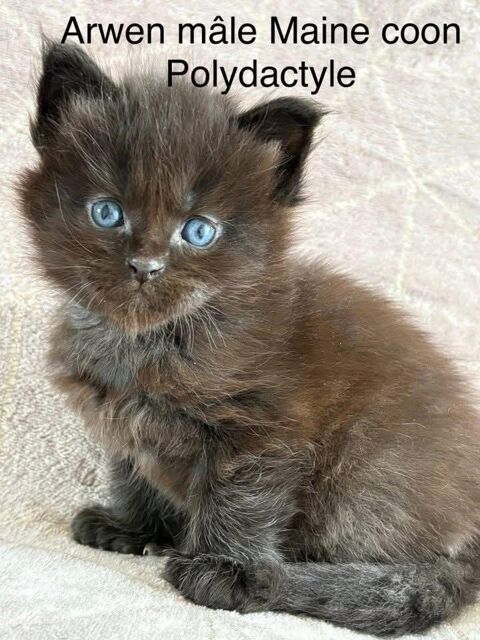 Chatons Maine coon LOOF 1350 30800 Saint-gilles
