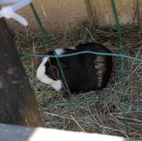 Cochon d inde à l adoption 50 26270 Saulce-sur-rhne