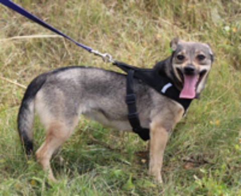   A L'ADOPTION MOLLY  