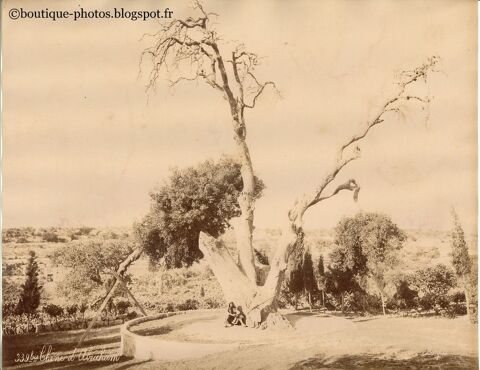 Photographie FELIX BONFILS Chne d'Abraham, Palestine 1880 1 Loches (37)