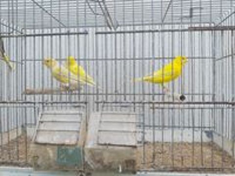   Couple de canaris jaune  
