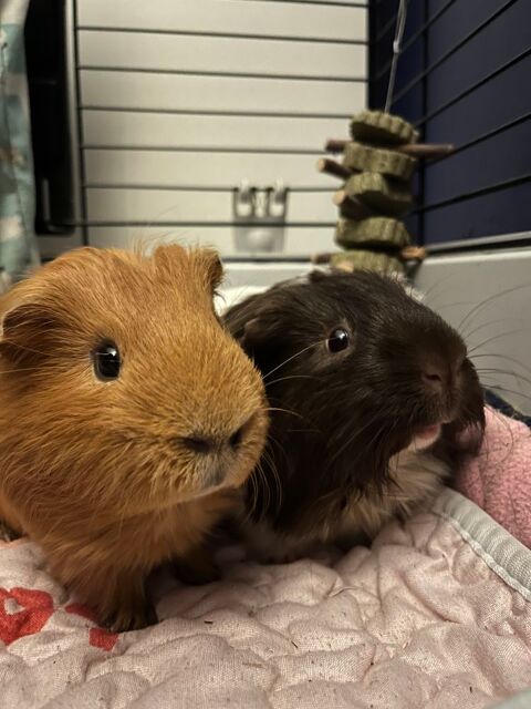 cochons d'Inde 18 mois avec cage et accessoires 100 91700 Sainte-genevi�ve-des-bois